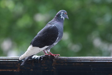 pigeon