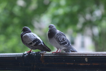 pigeon