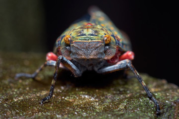 Portrait of a cicada looking straight into the camera