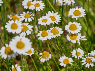 Obraz premium Natural background with medical chamomile. White summer blossom of daisies.