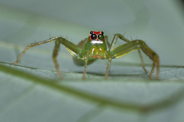 Small spider on a leaf of a tree looking for food