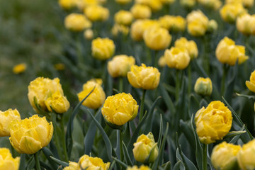 Obraz premium Yellow tulips on a flowerbed in a park, detailed view.