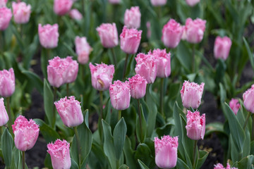 Purple tulips on a flowerbed in a park, detailed view.