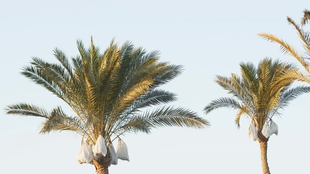 Palm trees at sunset on a beautiful summer evening