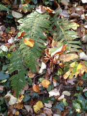 Fern buried in fall yellow leaves in the forest.Top view. Close up.