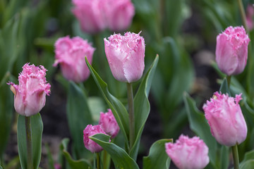 Obraz na płótnie Canvas Purple tulips on a flowerbed in a park, detailed view.