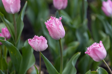 Purple tulips on a flowerbed in a park, detailed view.