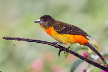 Colorful bird perched on a dry branch