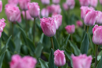 Purple tulips on a flowerbed in a park, detailed view.