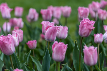 Purple tulips on a flowerbed in a park, detailed view.