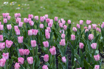 Purple tulips on a flowerbed in a park, detailed view.