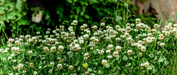 green grass and flowers