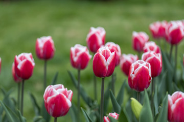 Red tulips with a white stripe in the park, detailed view.