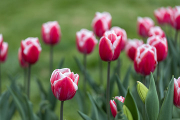 Red tulips with a white stripe in the park, detailed view.