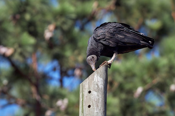 Black vulture sunbathing on a power pole whit a tree background
