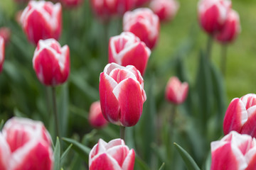 Red tulips with a white stripe in the park, detailed view.