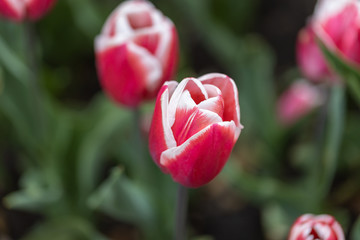 Red tulips with a white stripe in the park, detailed view.