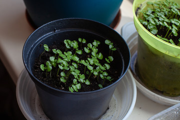 Basil seedlings grown in a potted house.