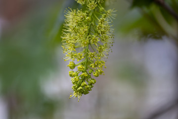 Spring flowers of a tree. Detailed view.
