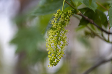 Spring flowers of a tree. Detailed view.
