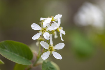 White flowers of bird cherry tree in spring.