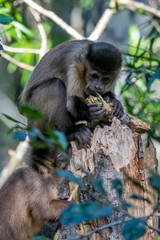 Tufted capuchin photographed in South Africa. Picture made in 2019.