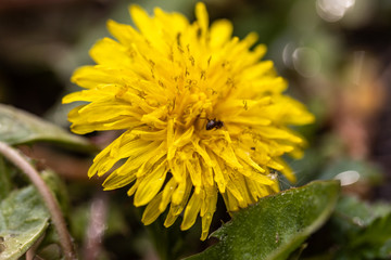 Yellow dandelion flowers in the forest.