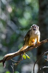 Black capped squirrel monkey photographed in South Africa. Picture made in 2019.