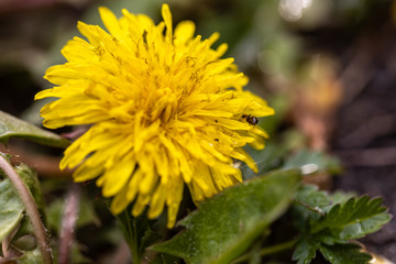 Yellow dandelion flowers in the forest.