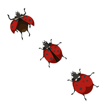 A ladybug shows the way of taking off on isolated white background, vector illustration for Nature or Insects topic that can be good as a print on clothes, shoppers, covers and stickers or symbols