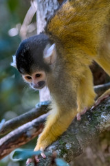 Obraz premium Black capped squirrel monkey photographed in South Africa. Picture made in 2019.