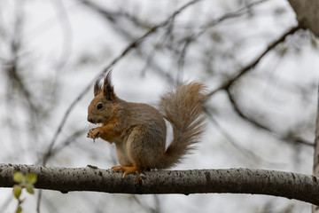 Obraz premium Red squirrel on a tree in a park in spring.
