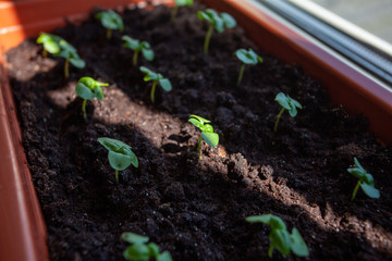Small basil seedlings grown in a potted house, close-up, rays fall on a plant.