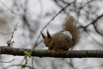 Red squirrel on a tree in a park in spring.