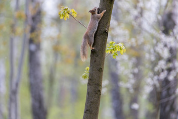 Red squirrel on a tree in a park in spring.