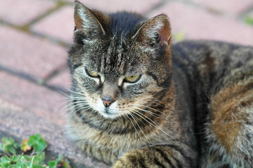 Naklejka na ściany i meble tabby cat, a cat sitting in the grass