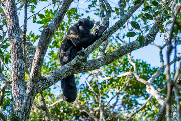 Bearded saki photographed in South Africa. Picture made in 2019.