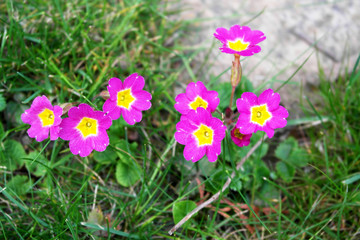 Fototapeta premium flower