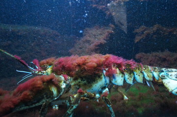 Krabbe