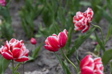 Red tulips with a white stripe in the park, detailed view.