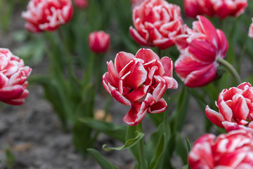 Red tulips with a white stripe in the park, detailed view.