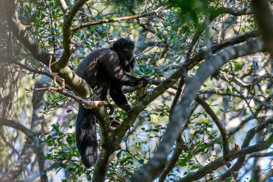 Bearded saki photographed in South Africa. Picture made in 2019.