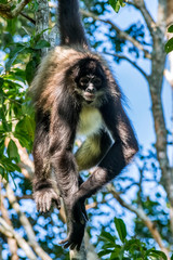 Geoffroy s Spider Monkey photographed in South Africa. Picture made in 2019.
