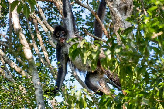 รูปภาพGeoffroy เลือกดูภาพถ่ายสต็อก เวกเตอร์ และวิดีโอ574 Adobe Stock