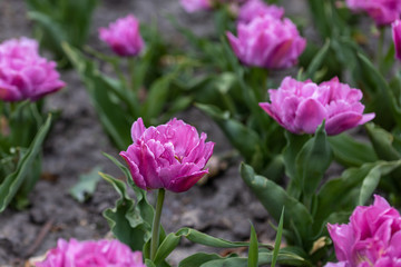 Fototapeta premium Flowerbed of purple tulips in the park. Detailed view