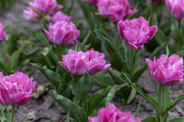 Flowerbed of purple tulips in the park. Detailed view