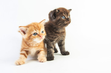 Cat baby tabby Kitten Cute Beautifu on white background