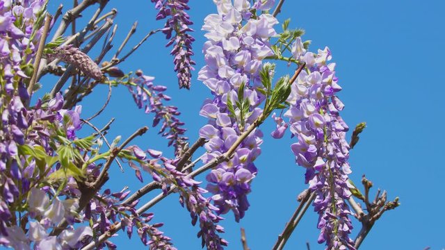 Glycine Gorgeous Purple, Blooming In The Garden,in suny day