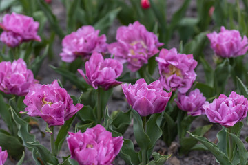 Flowerbed of purple tulips in the park. Detailed view