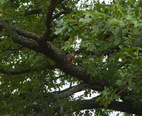 Squirrel sitting in a tree